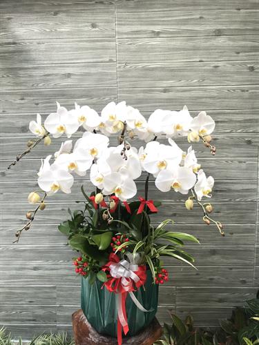Hoa Lan Khai Trương 00078